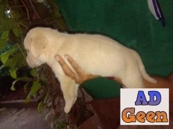 used Quality Lab puppies for sale for sale 